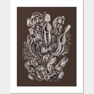 Ernst Haeckel Pitcher Plant Aubergine Posters and Art